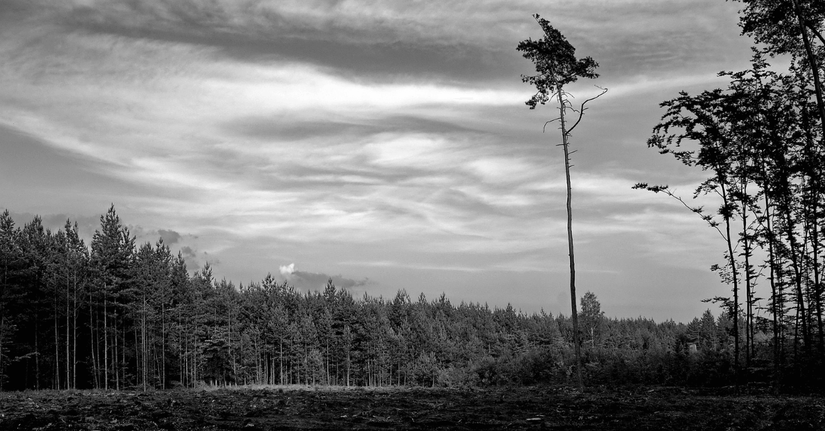 Harvesting Timber on Your Property